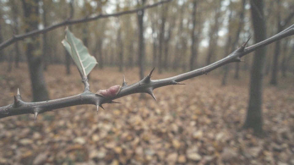 Jakie są objawy zakażenia sporotrychozą po ukłuciu rośliną kłującą?