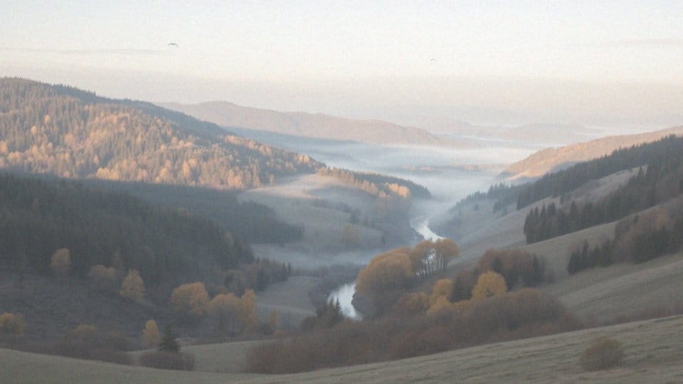 Co to jest krajowa awifauna i ile gatunków ptaków obejmuje?